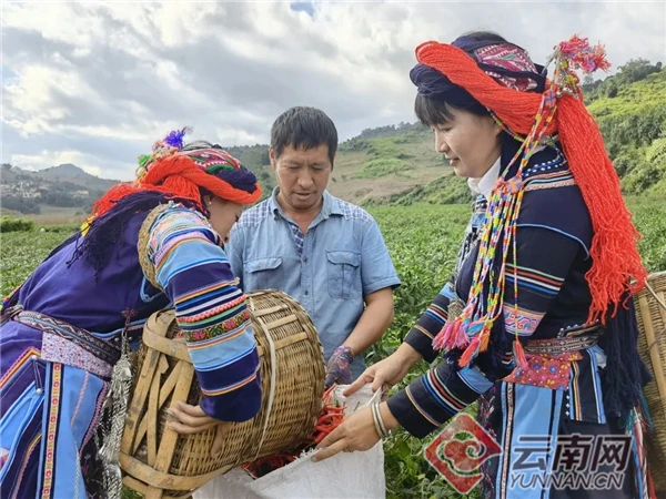 云南种植辣椒基地_云南辣椒主产区_云南辣椒种植致富