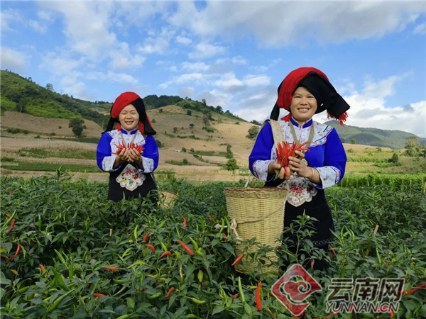 云南辣椒种植致富_云南辣椒主产区_云南种植辣椒基地