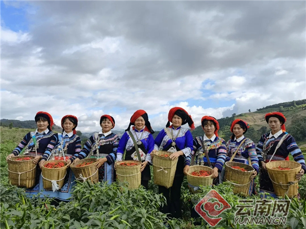 云南种植辣椒基地_云南辣椒主产区_云南辣椒种植致富