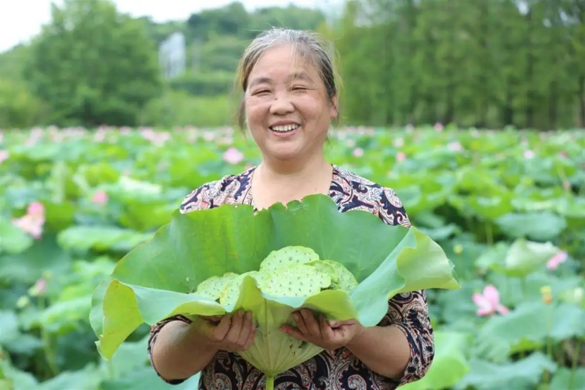 央视致富经_央视致富经海鸭蛋_央视致富经莲蓬