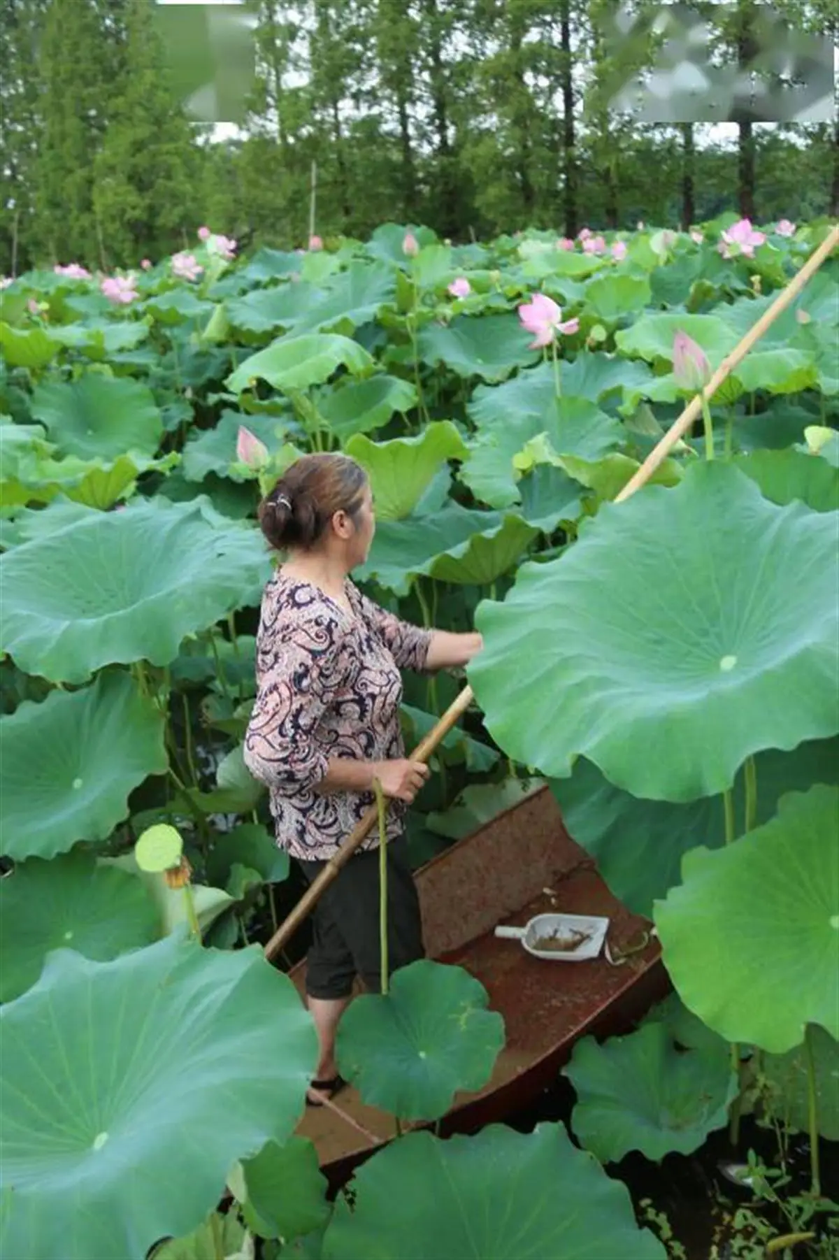 央视致富经海鸭蛋_央视致富经_央视致富经莲蓬