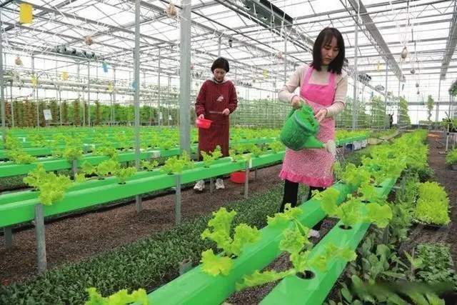 致富依靠种植生菜什么意思_依靠种植生菜致富_致富依靠种植生菜