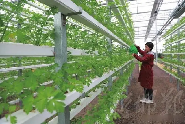 致富依靠种植生菜_致富依靠种植生菜什么意思_依靠种植生菜致富