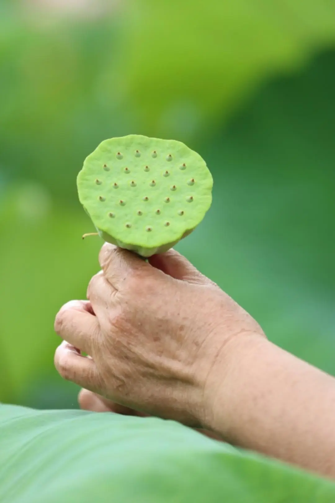 央视致富经莲蓬_央视致富经莲蓬_央视致富经