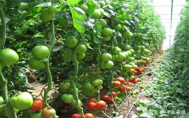 农村致富项目种植_室内种植致富_屋内种植致富项目