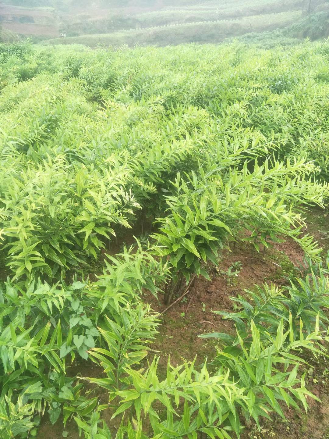 致富屋内种植项目介绍_屋内种植致富项目_致富屋内种植项目是什么