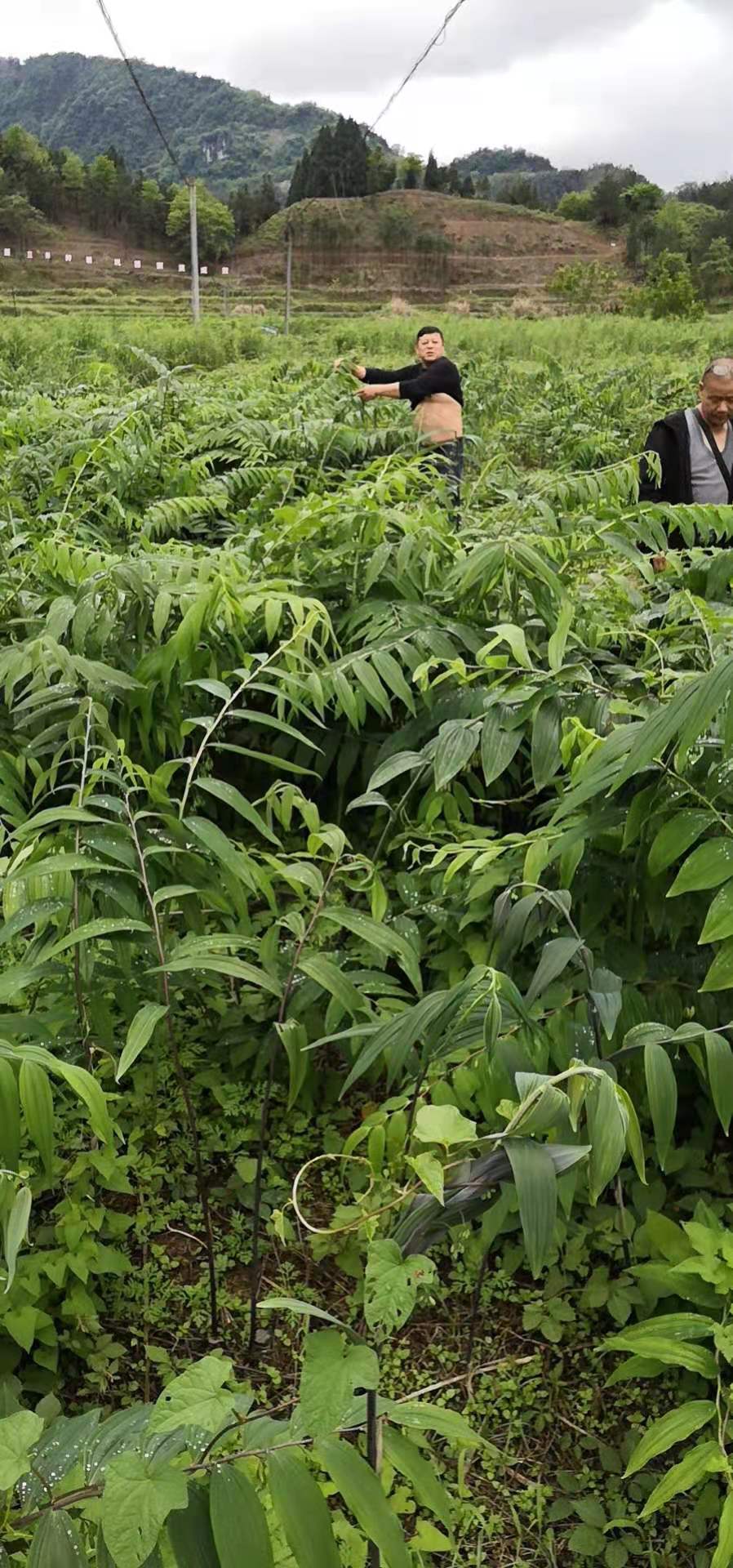 致富屋内种植项目是什么_屋内种植致富项目_致富屋内种植项目介绍