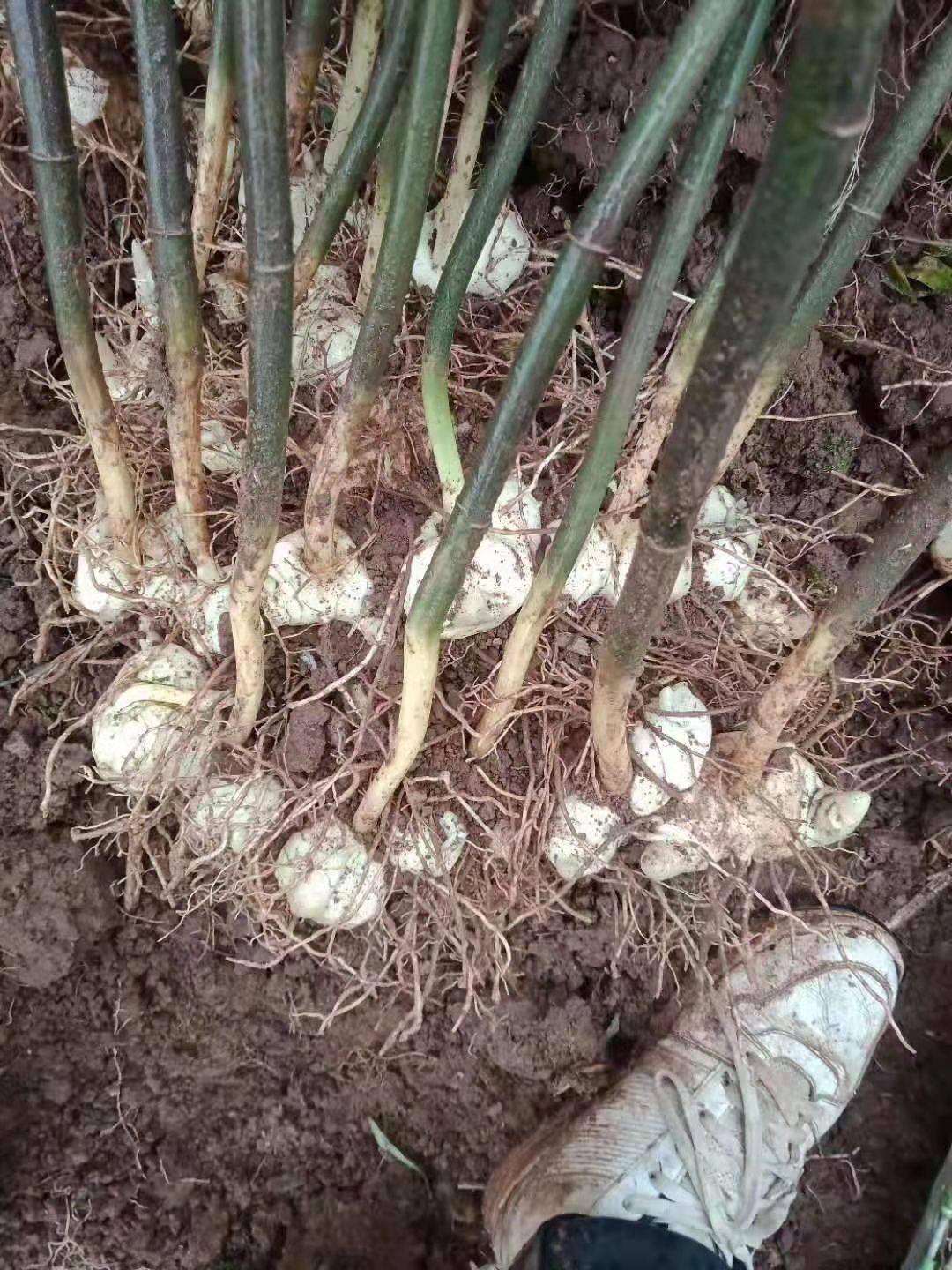 致富屋内种植项目介绍_屋内种植致富项目_致富屋内种植项目是什么