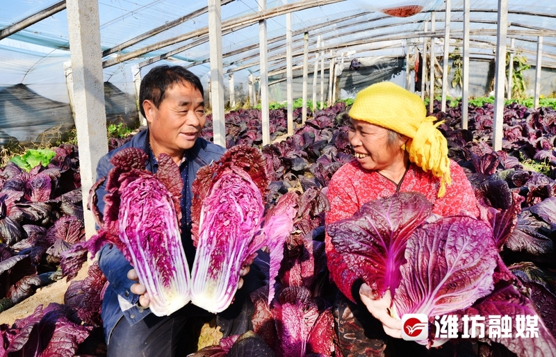 大棚里的致富经_种植大棚带领村民致富_致富经 大棚种植