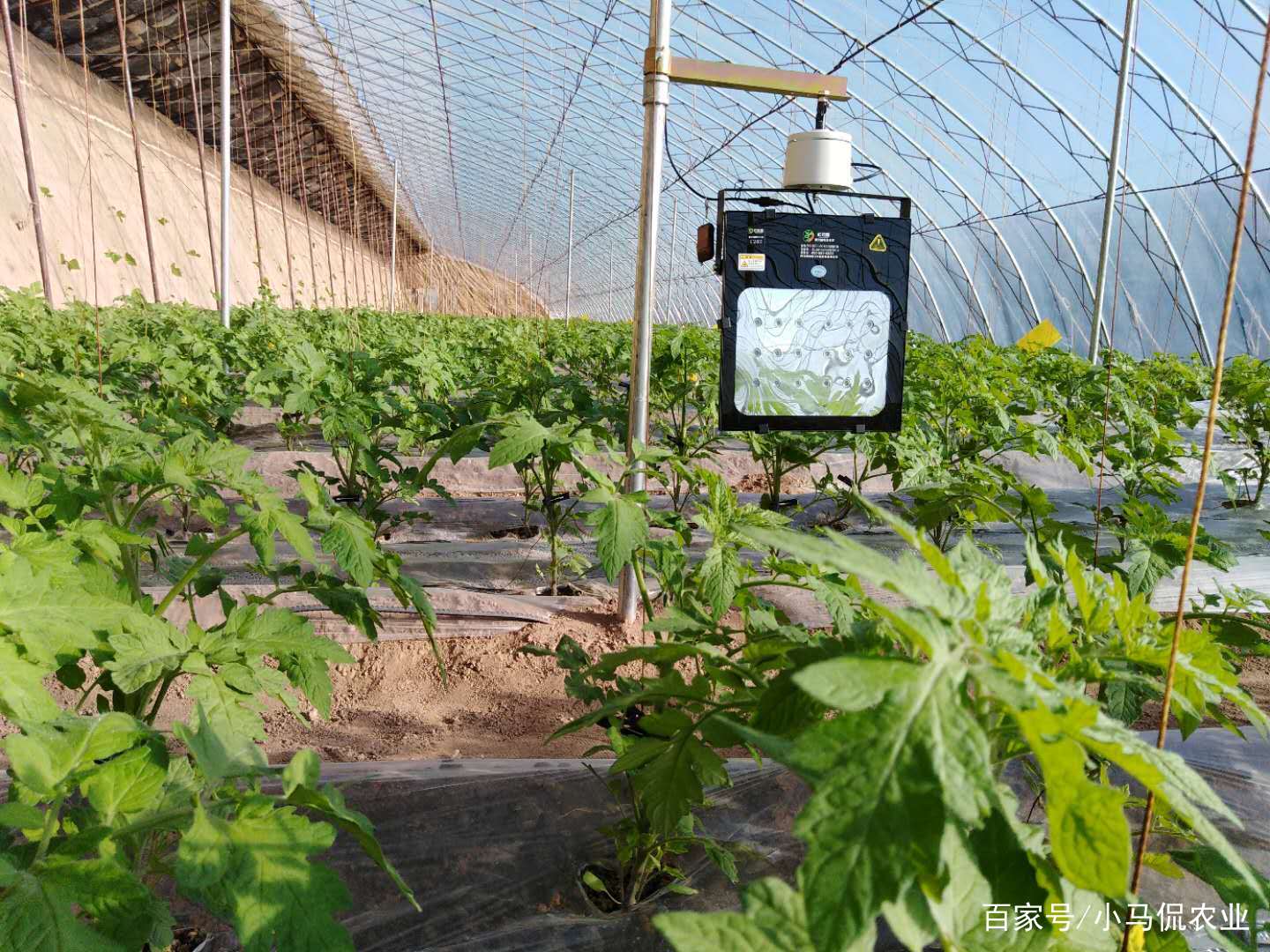 温室大棚养殖致富_温室大棚养殖什么最赚钱_温室养殖大棚造价