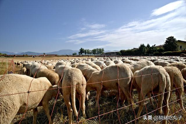 致富养殖农村自产项目申请书_农村致富项目养殖业_农村自产养殖致富项目