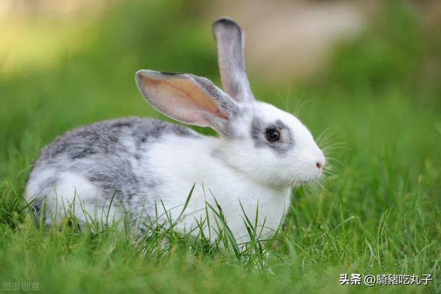 致富养殖农村自产项目申请书_农村自产养殖致富项目_农村致富项目养殖业