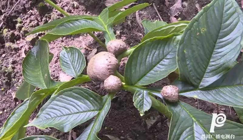 橡胶种植前景_橡胶致富种植项目怎么样_橡胶种植致富项目