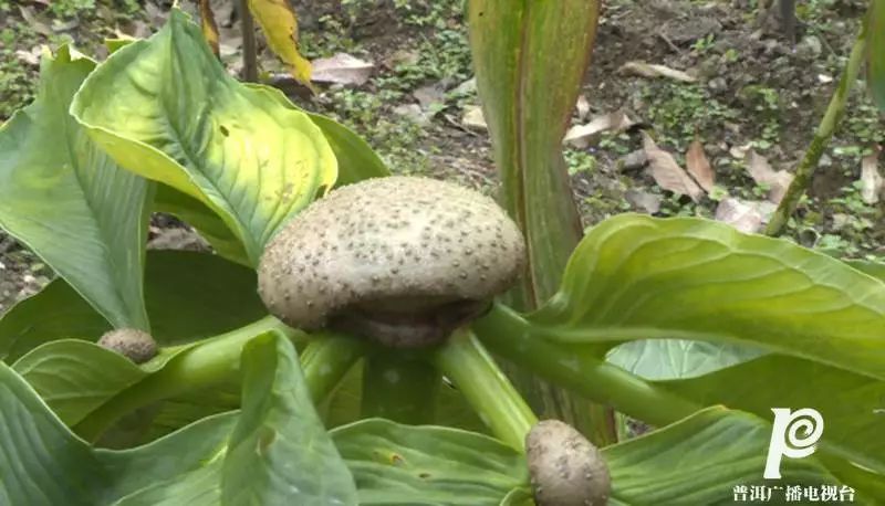 橡胶种植致富项目_橡胶种植前景_橡胶致富种植项目怎么样