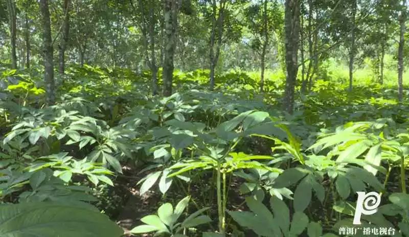 橡胶种植前景_橡胶种植致富项目_橡胶致富种植项目怎么样