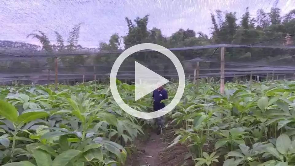 橡胶种植致富项目_橡胶致富种植项目怎么样_橡胶种植前景