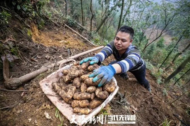 致富种植天麻图片_致富经天麻种植_种植天麻挣钱吗