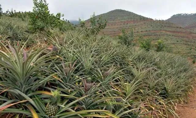 橡胶种植收益_橡胶种植前景_橡胶种植致富项目