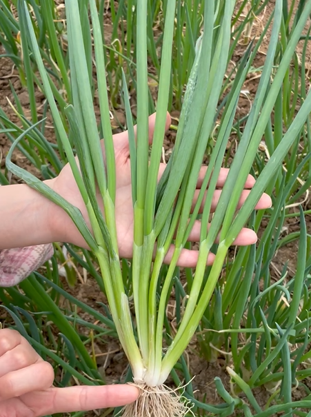 种植香葱技术与管理_香葱的种植技术_种植香葱技术要点