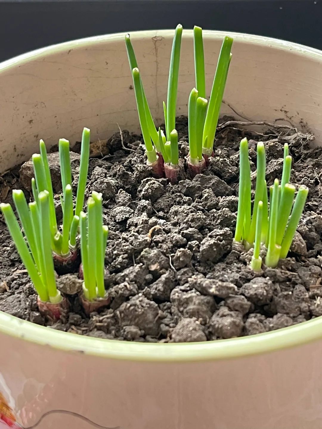 种植香葱技术与管理_种植香葱技术要点_香葱的种植技术