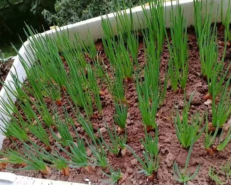 种植香葱技术与管理_种植香葱技术要点_香葱的种植技术