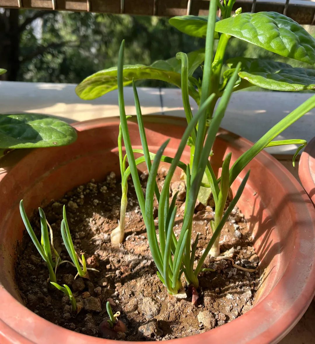 种植香葱技术要点_种植香葱技术与管理_香葱的种植技术