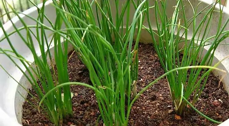 种植香葱技术与管理_香葱的种植技术_种植香葱技术要点