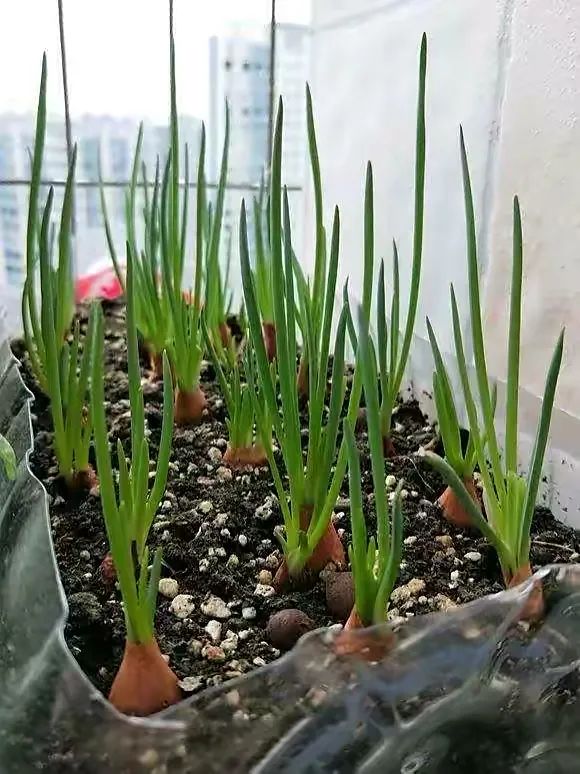 香葱的种植技术_种植香葱技术与管理_种植香葱技术要点