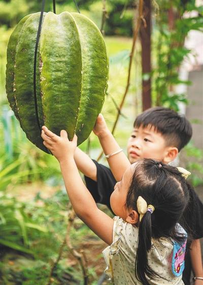 游客在琼海观赏热带水果。 本版图片除署名外均由特约记者 蒙钟德 摄