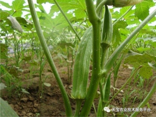 淘金讲武堂：秋葵种植成本与效益分析！