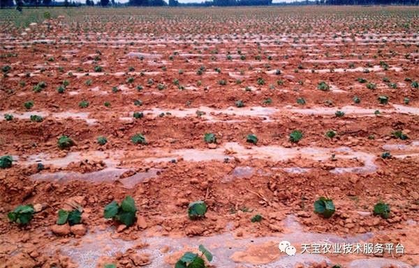 山东黄秋葵种植技术_山东秋葵种植时间_秋葵在山东叫什么