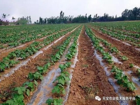 山东秋葵种植时间_秋葵在山东叫什么_山东黄秋葵种植技术