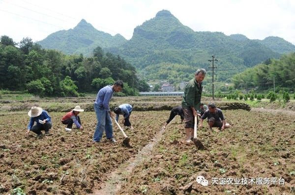 山东黄秋葵种植技术_山东秋葵种植时间_秋葵在山东叫什么