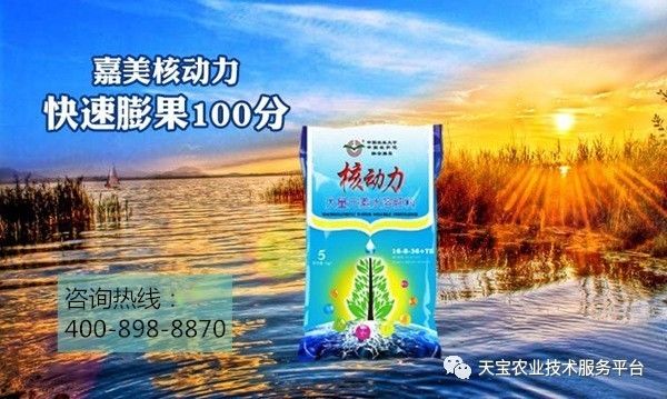 秋葵在山东叫什么_山东黄秋葵种植技术_山东秋葵种植时间