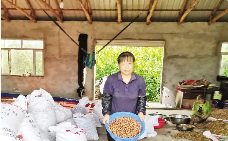 种植榛子赚钱吗_致富经种植榛子_种植榛子的经济效益怎么样