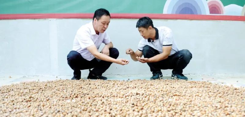 种植榛子赚钱吗_种植榛子的经济效益怎么样_致富经种植榛子