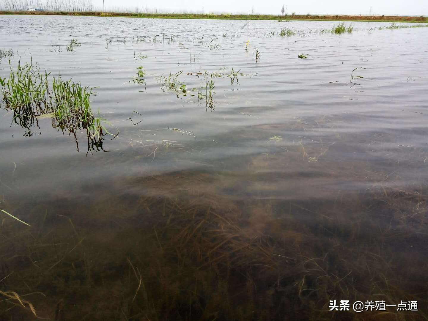 河虾怎样养殖和技术_养殖河虾技术要求_养殖河虾技术视频