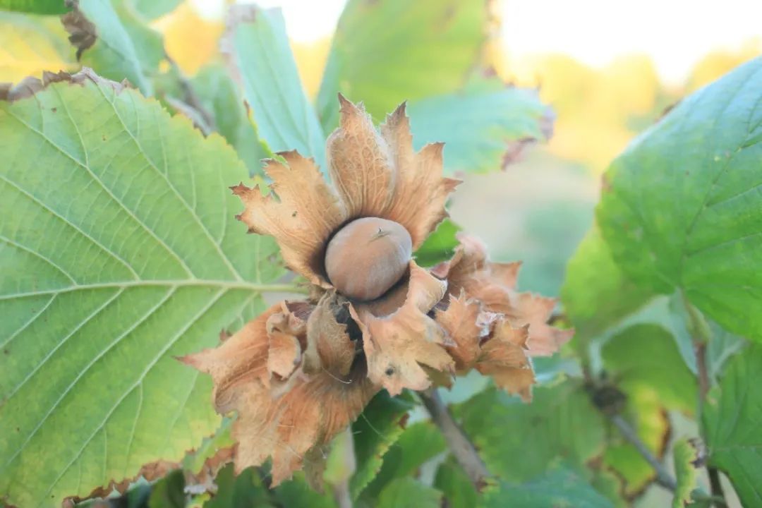 种植榛子赚钱吗_致富经种植榛子_致富种植榛子树