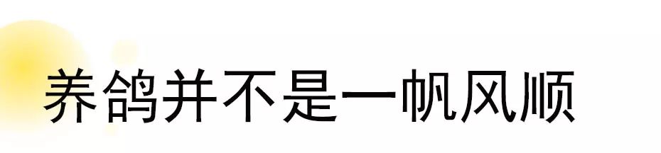 养鸽子致富经_养鸽子致富视频全集_肉鸽子养殖致富