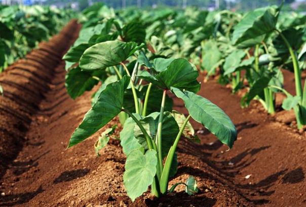 竽头怎么种植技术_竽头高产种植技术_竽头种植方法