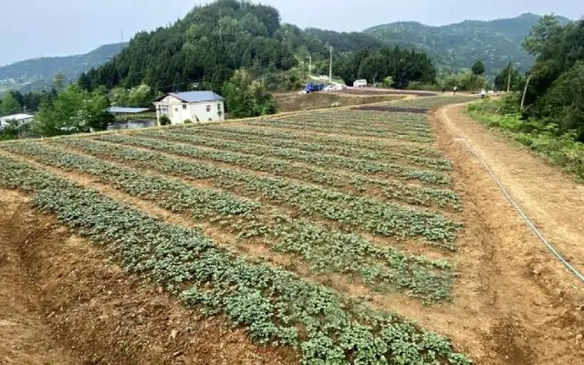 种植紫苏的收获_致富种植紫苏故事简介_紫苏种植致富故事