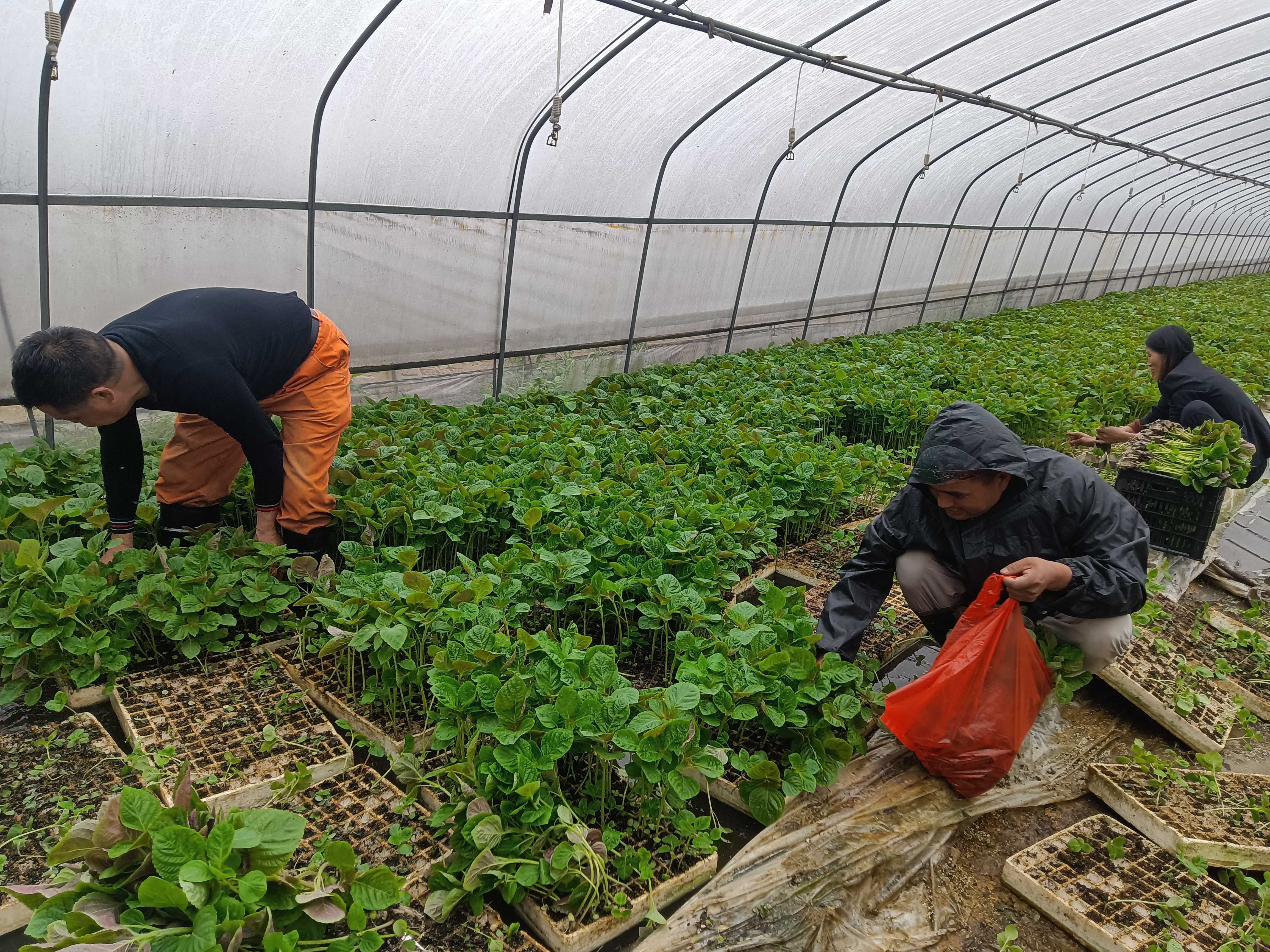 冯三镇：示范种紫苏 致富闯新路