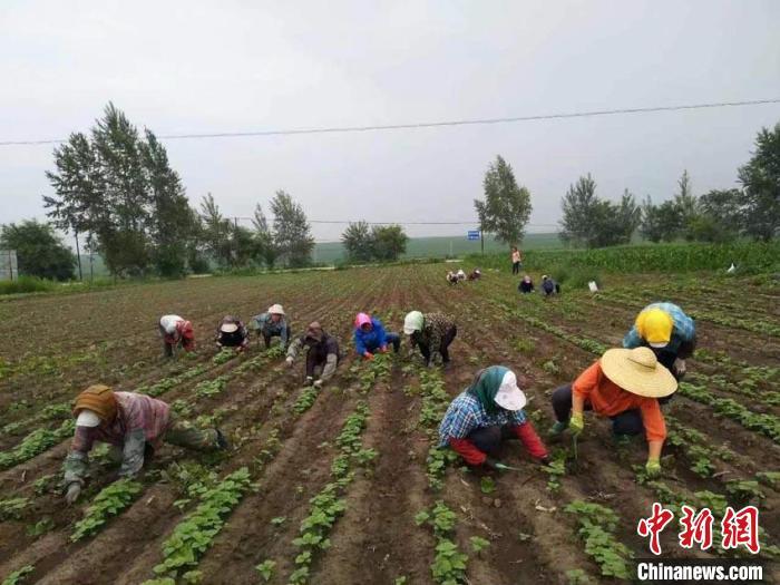 （新春走基层）吉林紫苏叶出口记：为韩国烤肉增香