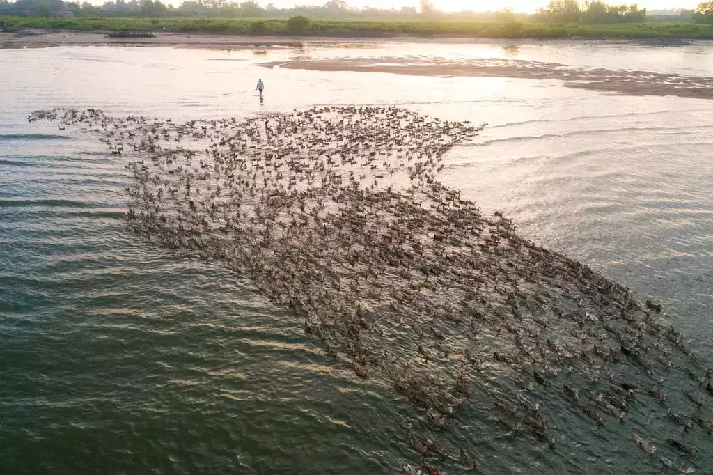 致富经海鸭儋州_儋州海花岛门票_致富经海鸭