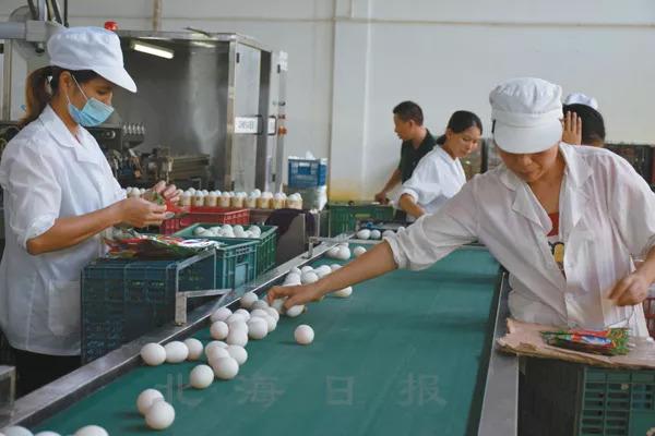 致富经海鸭儋州_鸳鸯鸭养殖/致富霸王丛书_海口到儋州有高铁吗