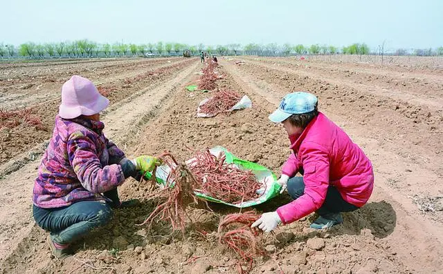 药材种植技术资料大全_白竹药材种植技术_各种药材种植技术