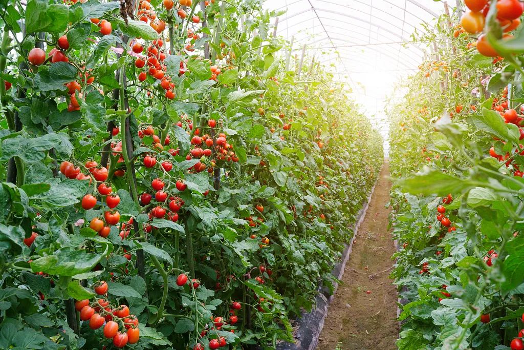 小型大棚白菜种植技术_白菜小型大棚种植技术视频_大棚小白菜种植技术视频