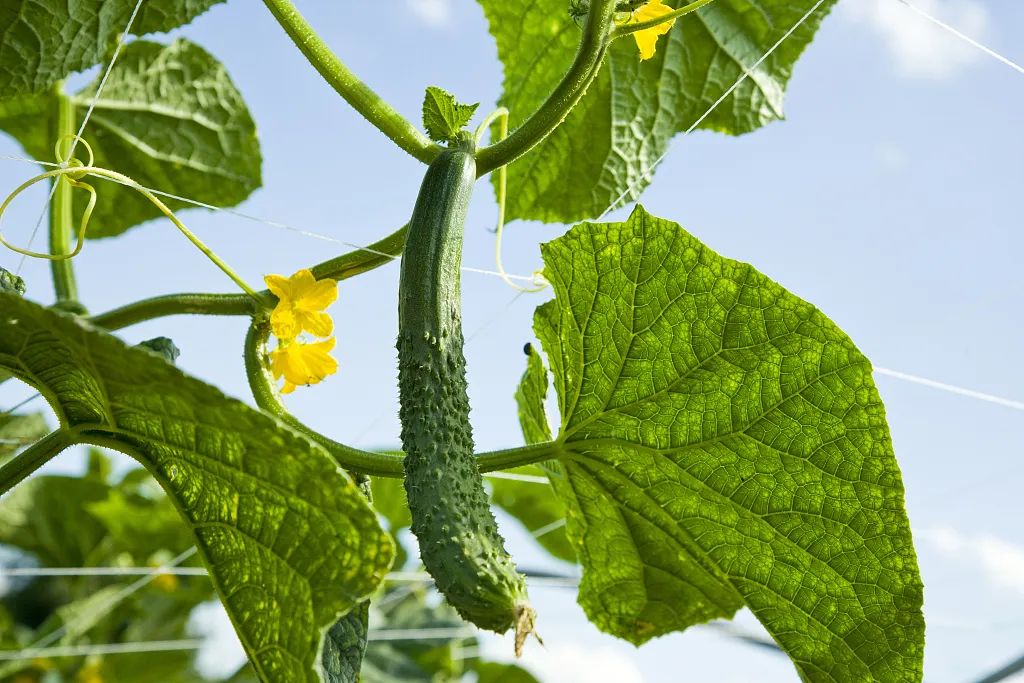 大棚小白菜种植技术视频_白菜小型大棚种植技术视频_小型大棚白菜种植技术