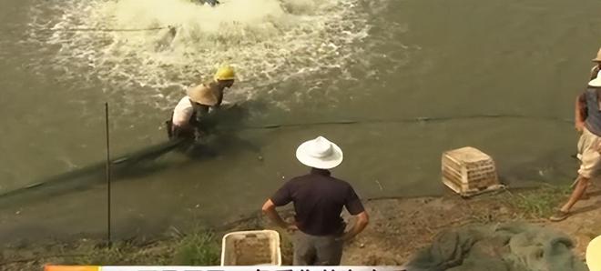 鲶鱼养殖技术标准_鲶鱼在养殖场养殖的视频_养殖鲶鱼视频