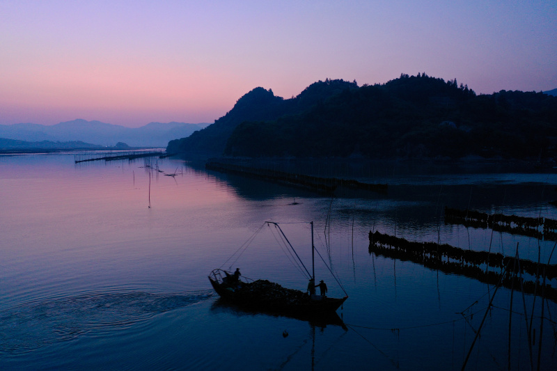 福建霞浦：海带迎来收获季